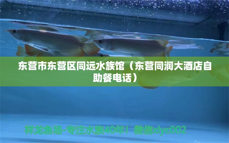 东营市东营区同远水族馆（东营同润大酒店自助餐电话）