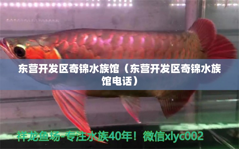 东营开发区奇锦水族馆（东营开发区奇锦水族馆电话） 全国水族馆企业名录