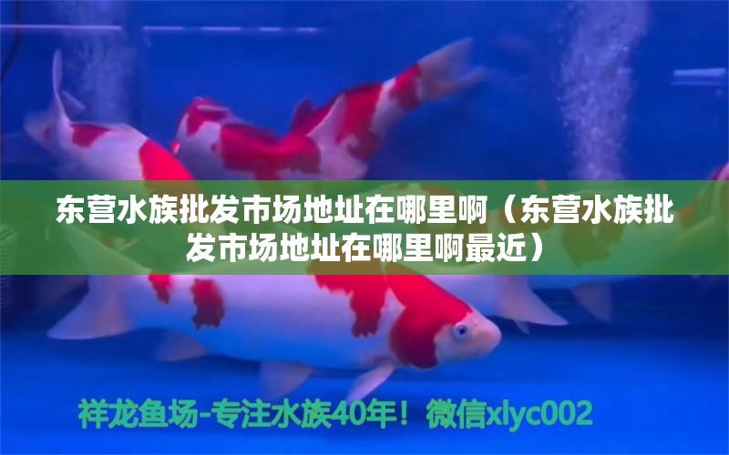 东营水族批发市场地址在哪里啊（东营水族批发市场地址在哪里啊最近） 养鱼知识 第1张