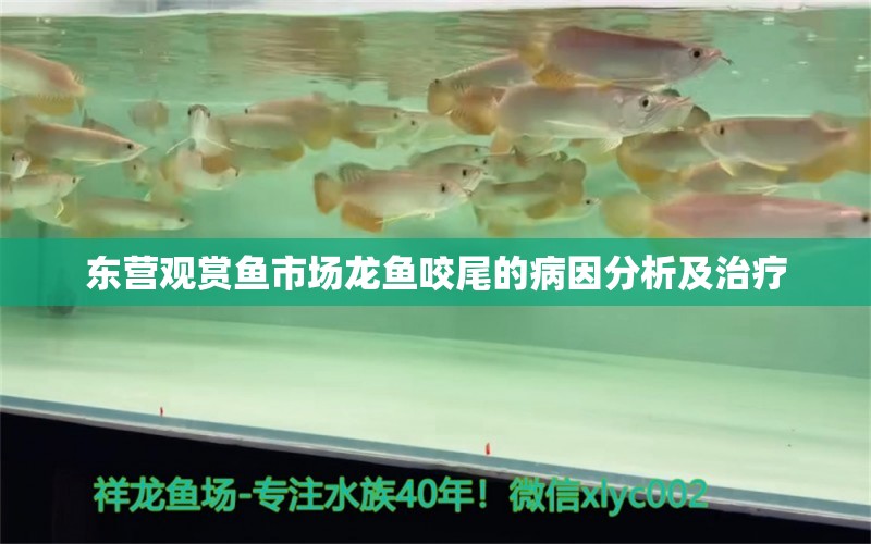 东营观赏鱼市场龙鱼咬尾的病因分析及治疗