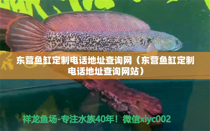 东营鱼缸定制电话地址查询网（东营鱼缸定制电话地址查询网站） 观赏鱼水族批发市场