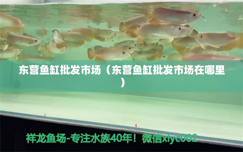 东营鱼缸批发市场（东营鱼缸批发市场在哪里） 观赏鱼水族批发市场