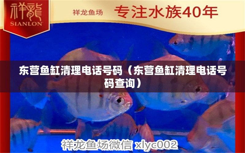 东营鱼缸清理电话号码（东营鱼缸清理电话号码查询） 祥龙水族医院