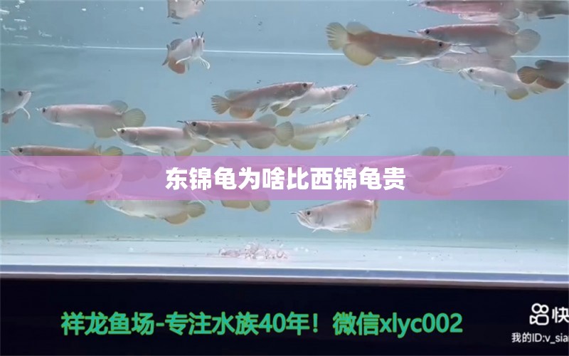 东锦龟为啥比西锦龟贵 巨骨舌鱼 第2张