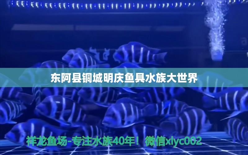 东阿县铜城明庆鱼具水族大世界 全国水族馆企业名录