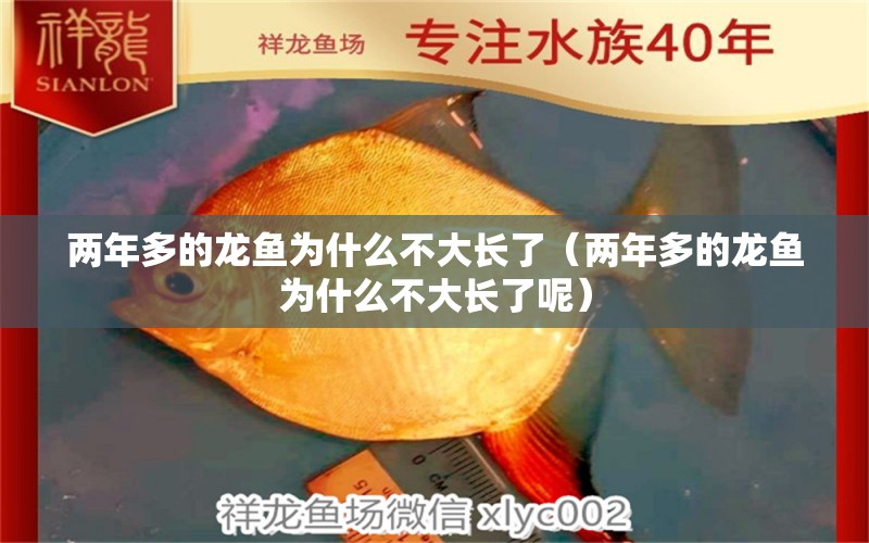 两年多的龙鱼为什么不大长了（两年多的龙鱼为什么不大长了呢） 广州龙鱼批发市场