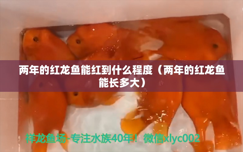 两年的红龙鱼能红到什么程度（两年的红龙鱼能长多大） 印尼红龙鱼