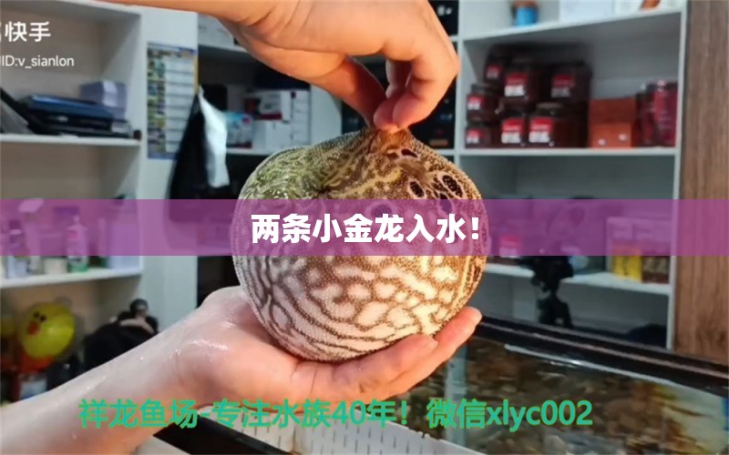 两条小金龙入水！ 观赏鱼论坛 第3张