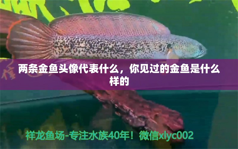 两条金鱼头像代表什么，你见过的金鱼是什么样的