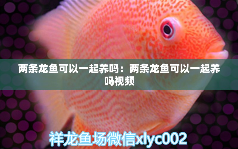 两条龙鱼可以一起养吗：两条龙鱼可以一起养吗视频 祥龙水族医院 第2张