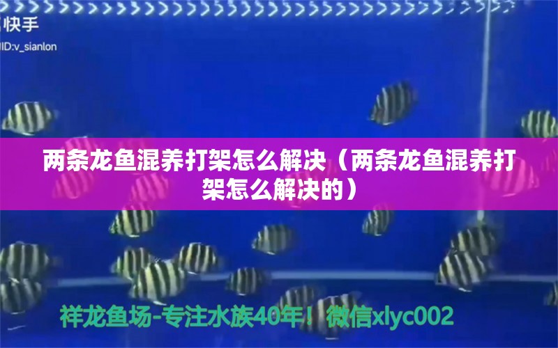 两条龙鱼混养打架怎么解决（两条龙鱼混养打架怎么解决的） 龙鱼疾病与治疗