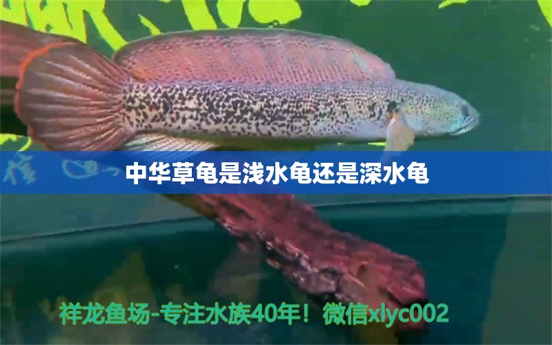 中华草龟是浅水龟还是深水龟 纯血皇冠黑白魟鱼 第3张