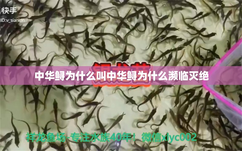 中华鲟为什么叫中华鲟为什么濒临灭绝