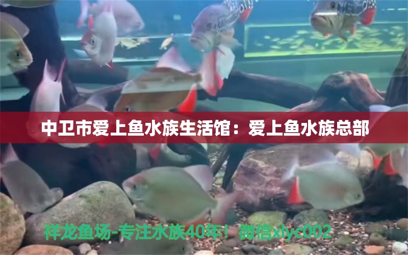 中卫市爱上鱼水族生活馆：爱上鱼水族总部 全国水族馆企业名录