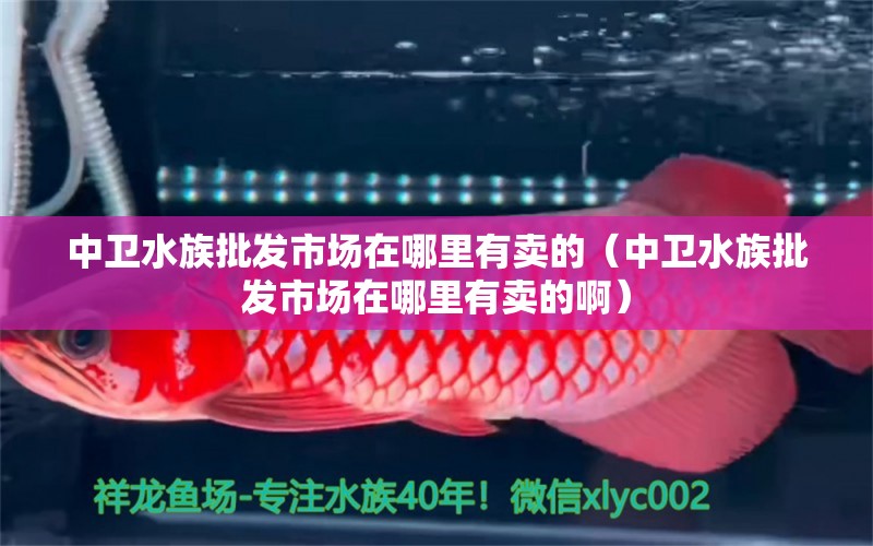 中卫水族批发市场在哪里有卖的（中卫水族批发市场在哪里有卖的啊）