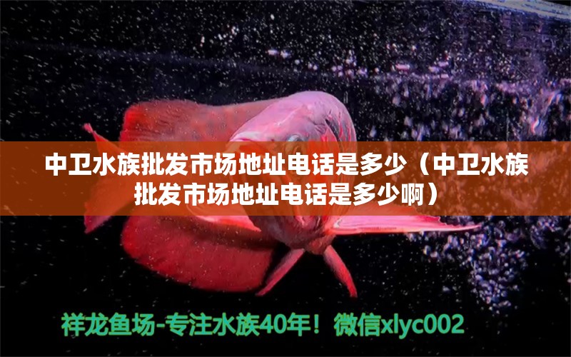 中卫水族批发市场地址电话是多少（中卫水族批发市场地址电话是多少啊） 罗汉鱼