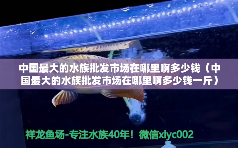 中国最大的水族批发市场在哪里啊多少钱（中国最大的水族批发市场在哪里啊多少钱一斤） 观赏鱼水族批发市场