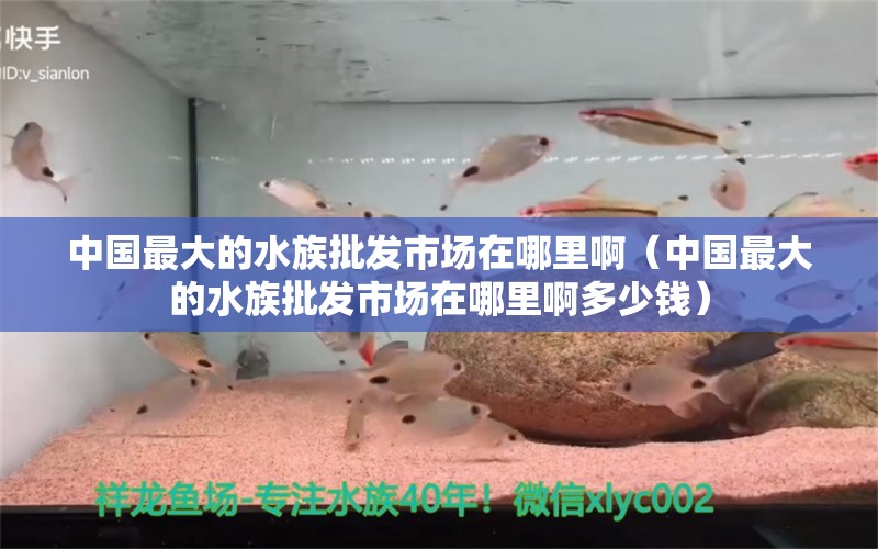 中国最大的水族批发市场在哪里啊（中国最大的水族批发市场在哪里啊多少钱）