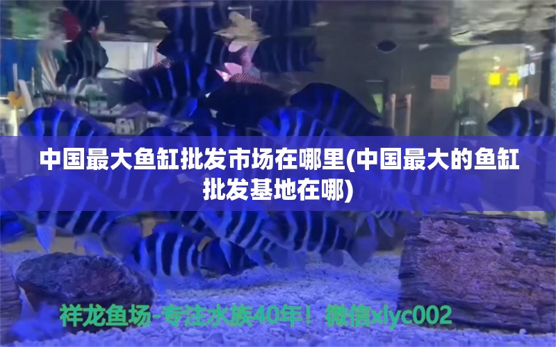 中国最大鱼缸批发市场在哪里(中国最大的鱼缸批发基地在哪)