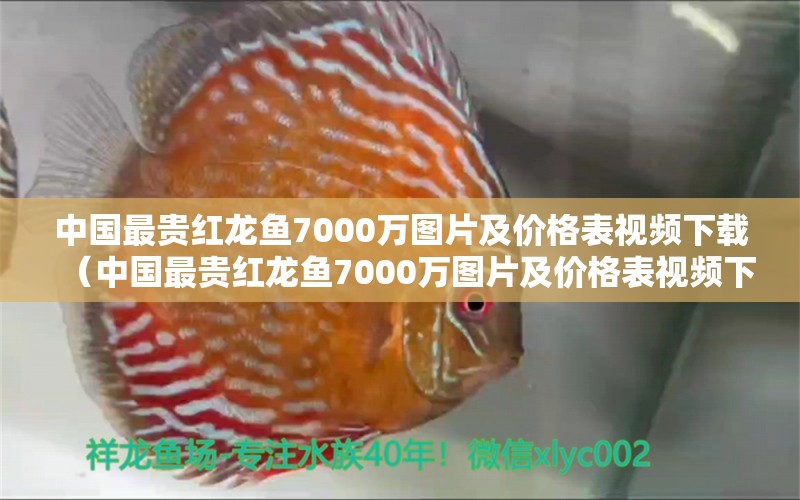 中国最贵红龙鱼7000万图片及价格表视频下载（中国最贵红龙鱼7000万图片及价格表视频下载）