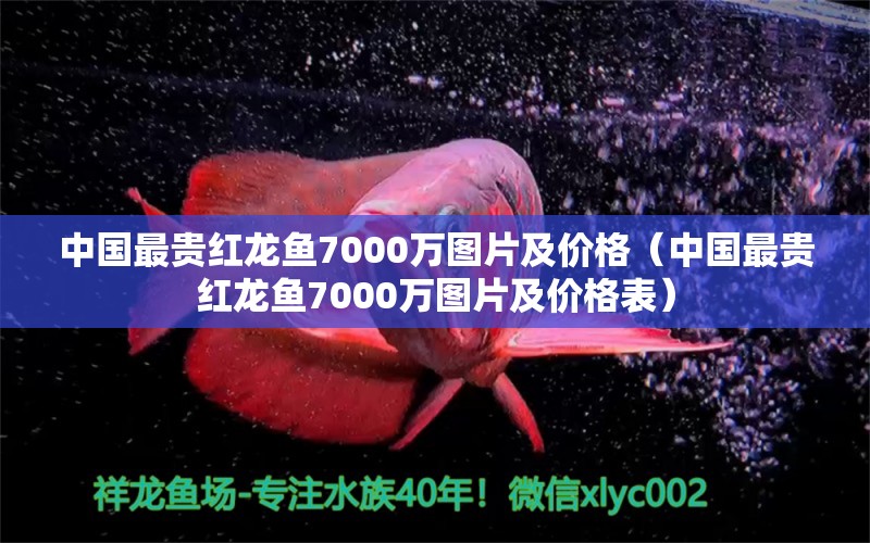 中国最贵红龙鱼7000万图片及价格（中国最贵红龙鱼7000万图片及价格表）