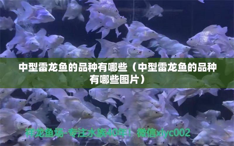 中型雷龙鱼的品种有哪些（中型雷龙鱼的品种有哪些图片） 龙鱼疾病与治疗