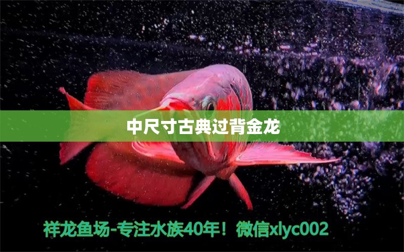 中尺寸古典过背金龙 蝴蝶鲤 第2张