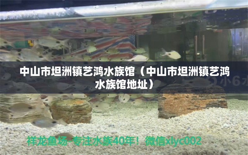 中山市坦洲镇艺鸿水族馆（中山市坦洲镇艺鸿水族馆地址）