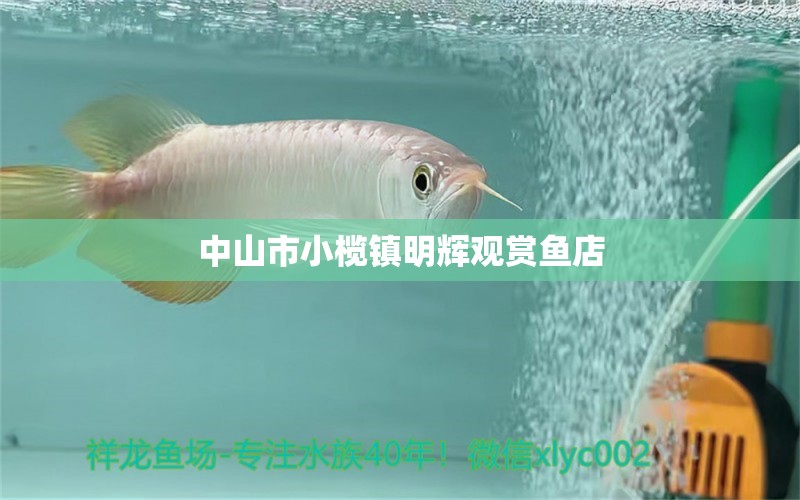 中山市小榄镇明辉观赏鱼店 全国水族馆企业名录