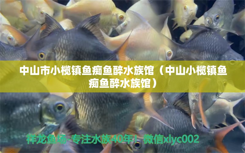 中山市小榄镇鱼痴鱼醉水族馆（中山小榄镇鱼痴鱼醉水族馆） 全国观赏鱼市场 第2张