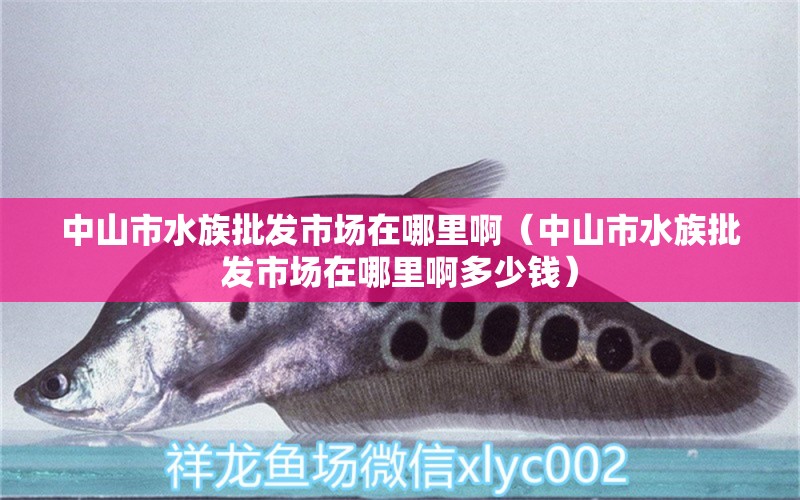 中山市水族批发市场在哪里啊（中山市水族批发市场在哪里啊多少钱） 观赏鱼水族批发市场