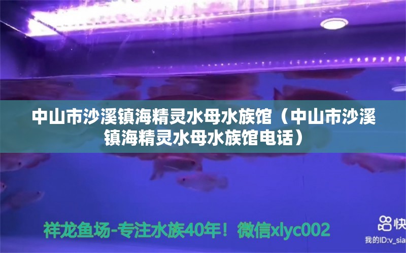 中山市沙溪镇海精灵水母水族馆（中山市沙溪镇海精灵水母水族馆电话）