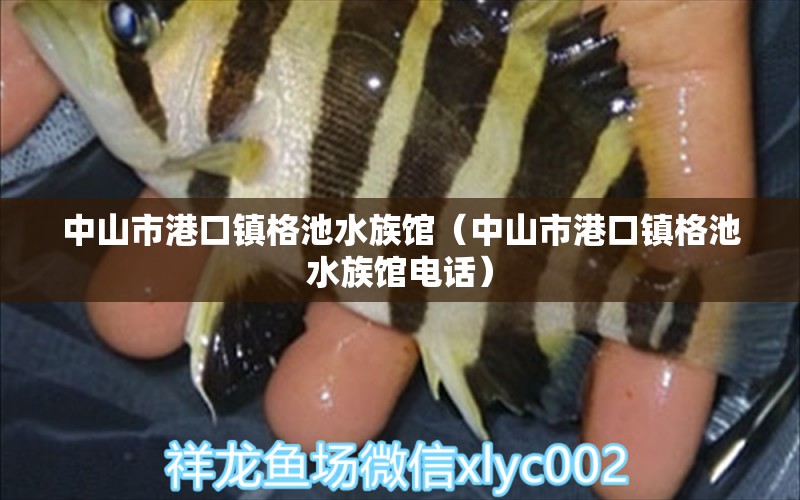 中山市港口镇格池水族馆（中山市港口镇格池水族馆电话）