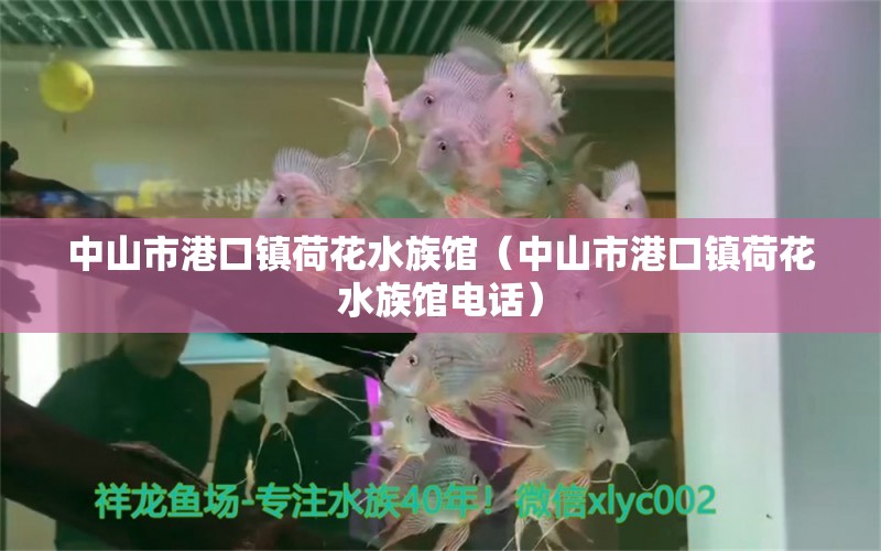 中山市港口镇荷花水族馆（中山市港口镇荷花水族馆电话） 全国水族馆企业名录