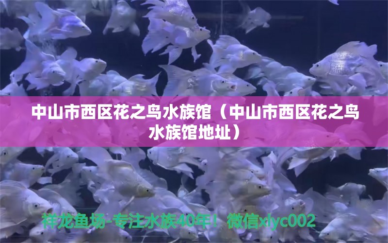 中山市西区花之鸟水族馆（中山市西区花之鸟水族馆地址）