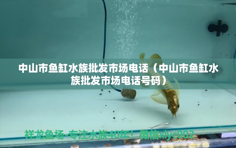 中山市鱼缸水族批发市场电话（中山市鱼缸水族批发市场电话号码）