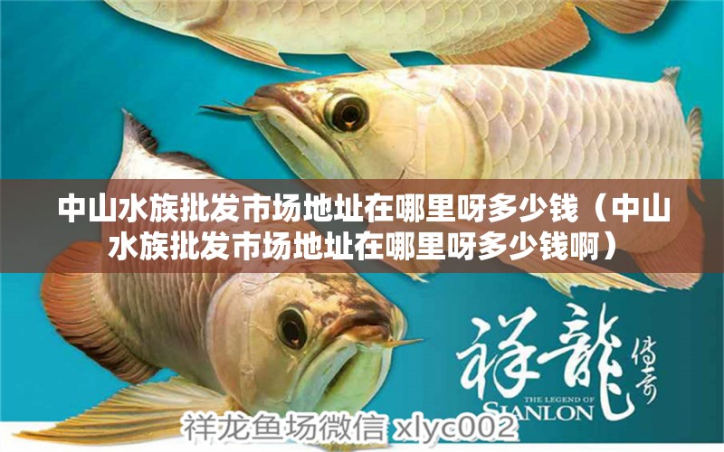 中山水族批发市场地址在哪里呀多少钱（中山水族批发市场地址在哪里呀多少钱啊） 观赏鱼水族批发市场