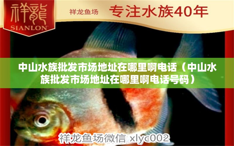 中山水族批发市场地址在哪里啊电话（中山水族批发市场地址在哪里啊电话号码） 观赏鱼水族批发市场