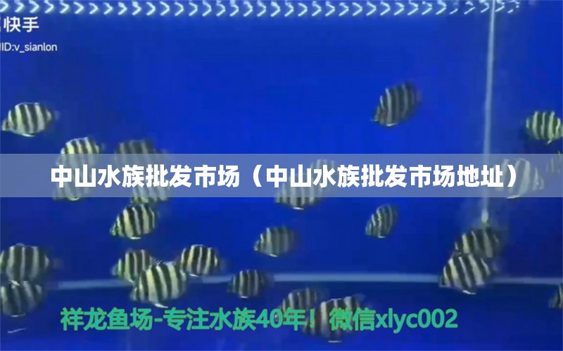 中山水族批发市场（中山水族批发市场地址）