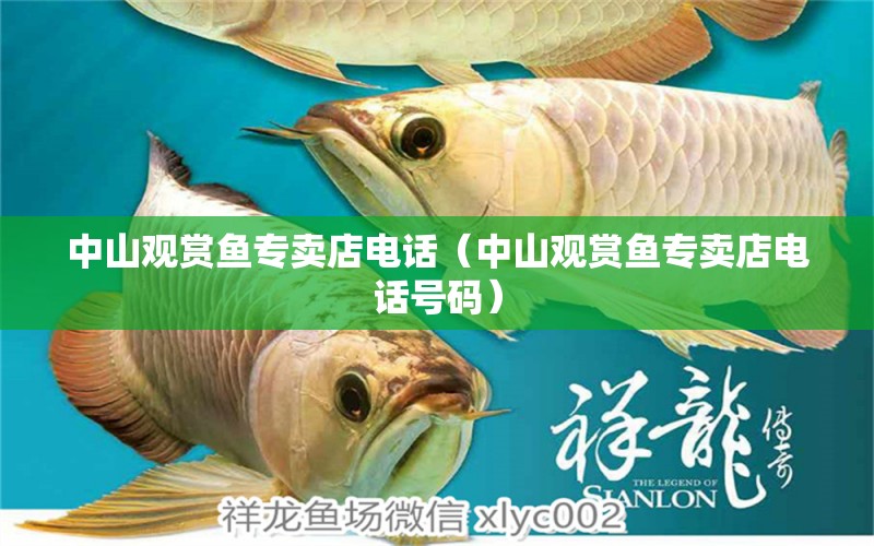 中山观赏鱼专卖店电话（中山观赏鱼专卖店电话号码） 祥龙水族医院