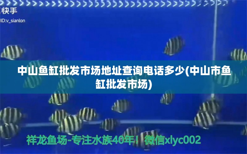 中山鱼缸批发市场地址查询电话多少(中山市鱼缸批发市场) 斑马狗头鱼 第1张