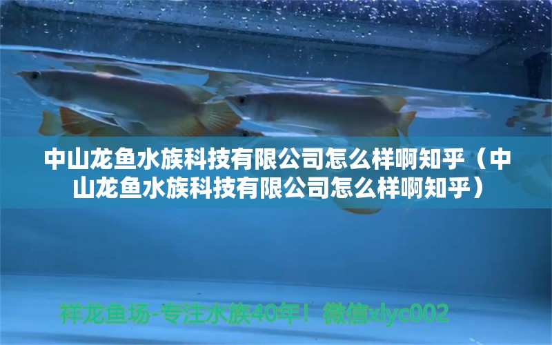 中山龙鱼水族科技有限公司怎么样啊知乎（中山龙鱼水族科技有限公司怎么样啊知乎）