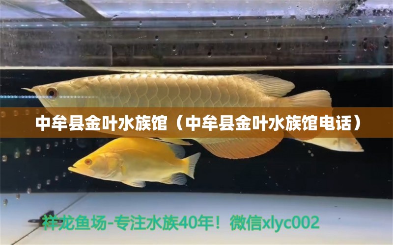 中牟县金叶水族馆（中牟县金叶水族馆电话）