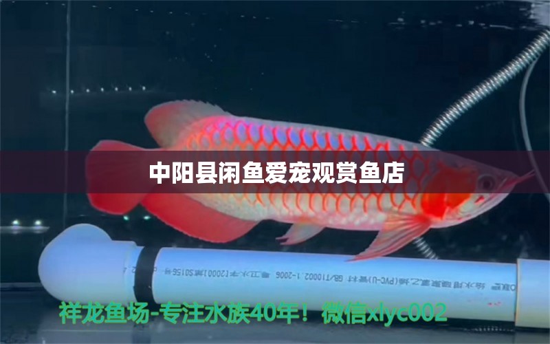 中阳县闲鱼爱宠观赏鱼店 全国水族馆企业名录