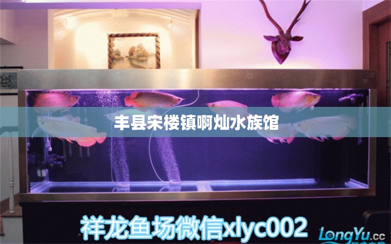 丰县宋楼镇啊灿水族馆 全国水族馆企业名录