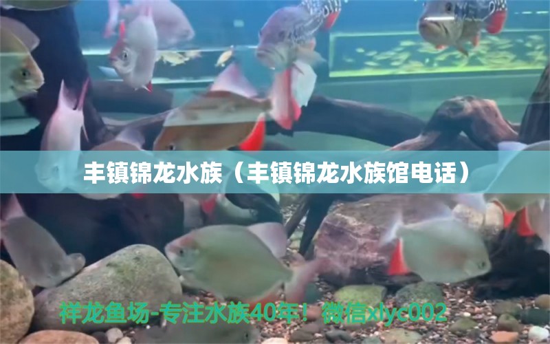 丰镇锦龙水族（丰镇锦龙水族馆电话）