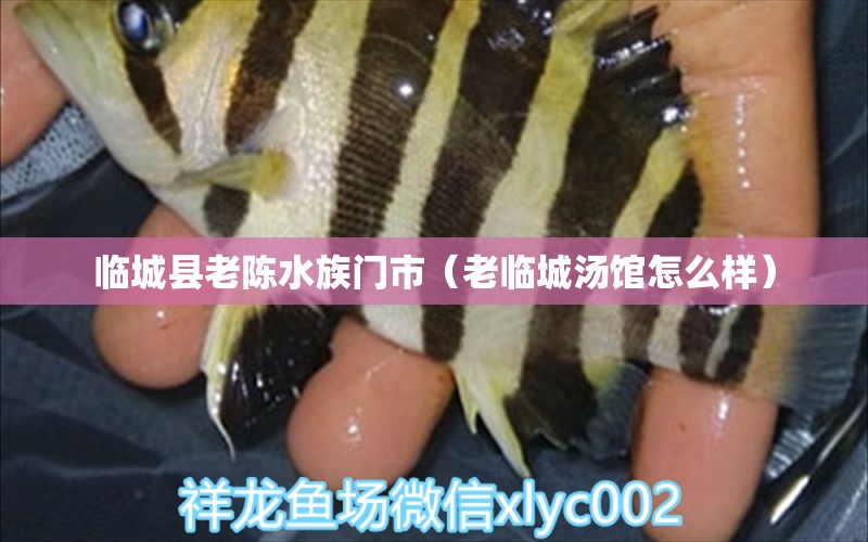 临城县老陈水族门市（老临城汤馆怎么样）