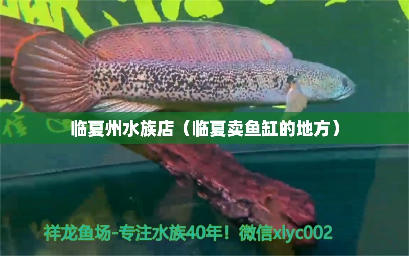 临夏州水族店（临夏卖鱼缸的地方）