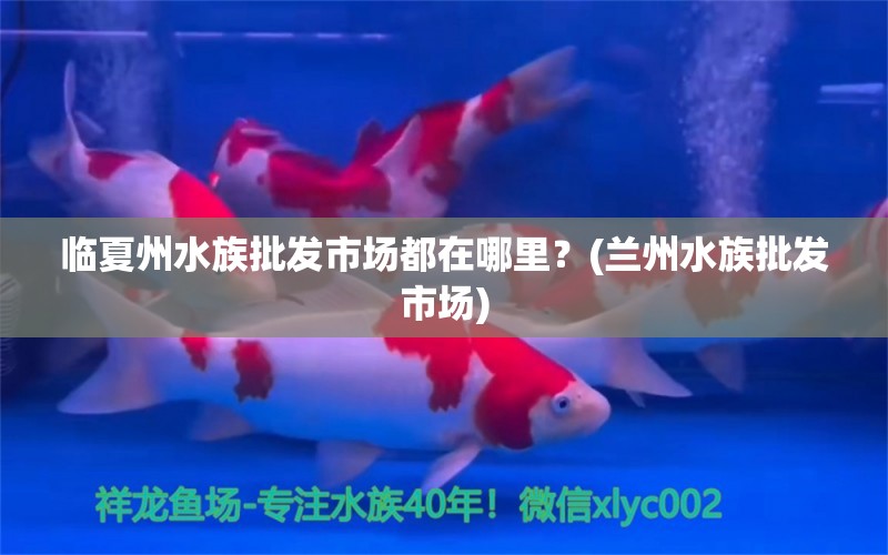 临夏州水族批发市场都在哪里？(兰州水族批发市场)