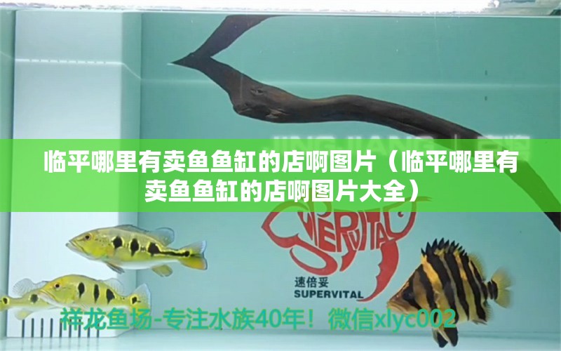 临平哪里有卖鱼鱼缸的店啊图片（临平哪里有卖鱼鱼缸的店啊图片大全）